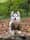 shadoww_the_pomsky