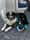 Scar_the_sporty_service_dog