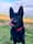 bonnie.thegermanshep