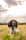 dillon_the_springer