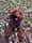Perfect_paisley_pup