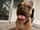 rufus.dudog