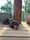 ShoelessJoeDackshund