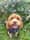 sadiecockapoo