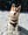 Husky_ofthe_sea