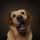 irishdogdays