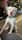 Roscoe_the_mixed_up_bull