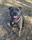 basil_bean_the_staffy