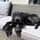 shnootle.hound