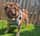 pugsbullyboerboel