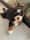 mazzel_thebernedoodle