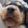gino_thecockerspaniel_nl