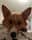 ramen_the_corgi