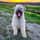 milow_theblondebouvier