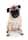 pypahmaii_the_pug