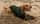 sansa_thespaniel