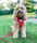 alffi.thecavapoo