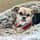 Travels_with_bugsy