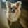 Chihu_bailey