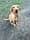 Bella_fox_red_lab