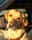 autumn_the_awesome_labrador