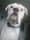 Milothewhiteboxer