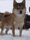 https://www.instagram.com/the_shiba.inu_pack/