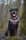 kylie.the.rottweiler