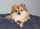 dunya.the.pom
