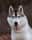 kiba_siberian