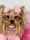 maiachanelyorkiemodel