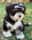 axel_the_havanese