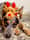 _willowthecattledog_