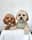 Walt.and.lily.shihpoo