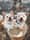 rocco_adventures