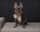 stellla_barktois