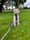 willow_woof_assistance_dog