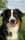 milo_the_not_so_mini_aussie