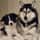 Bellathehuskydoggo