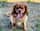 Penny_the_Cavie