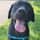 cynder_the_blacklab
