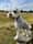Duggietheschnauzer