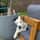 Bordercollie_spock