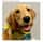 luna.thegoldenretrieverpr
