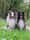 shetlandsheepdogs_nl