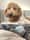 Goldendoodle_noodles