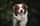 mexx_the_aussie