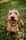scoobyminidog