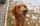 murphythetherapydogg