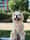 Julius The Chow Chow